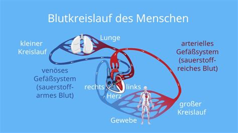 Gef System Blut Und Lymphgef E Mit Video