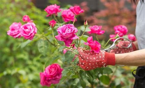 En Video C Mo Cultivar La Rosa En Tu Jard N Los Mejores Consejos