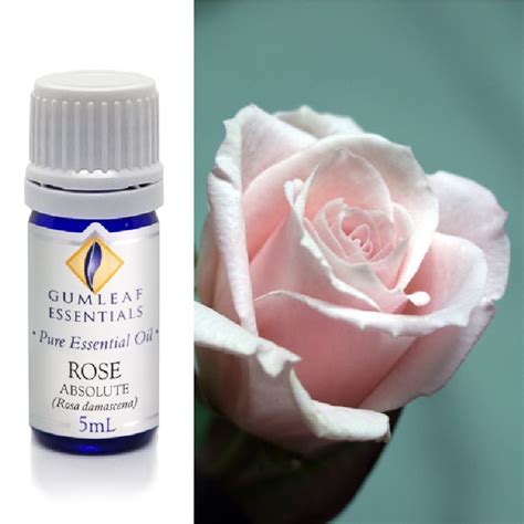 Rose Absolute Essential Oil Trading Tree