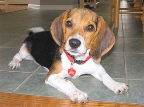 Beagle Rescue Nj | PETSIDI