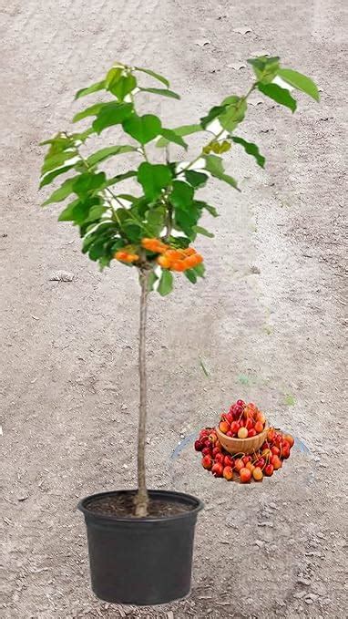 Royal Rainier Cherry Tree 5 Gallon Potted Patio Lawn