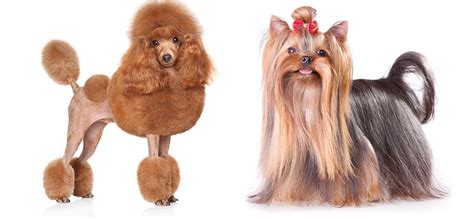 dog grooming styles  trims playbarkrun