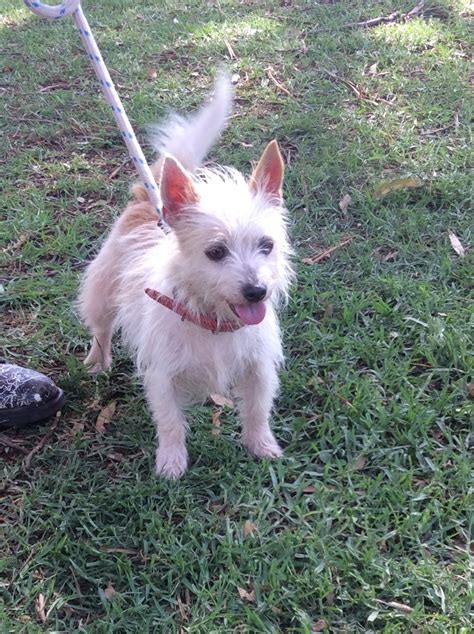 Betty Small Female Chihuahua X Australian Terrier Mix Dog In Qld