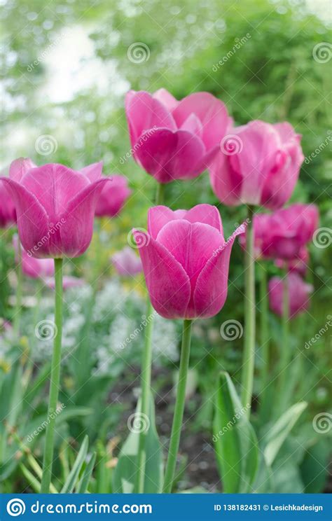 Tulipa Cor De Rosa Bonita As Tulipas Florescem O Fundo Bonito Imagem De