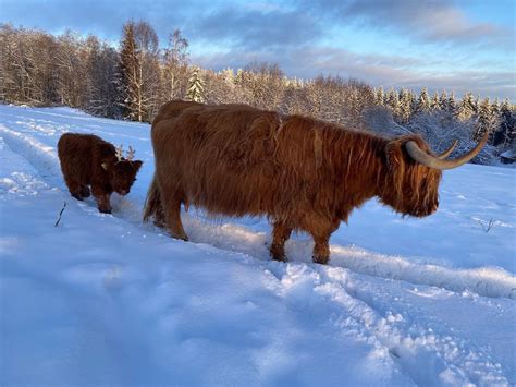 Highland Cattle Photo Of The Day : r/highlandcattle