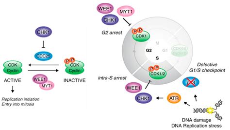 Molecules Free Full Text Regulation Of G M Transition By