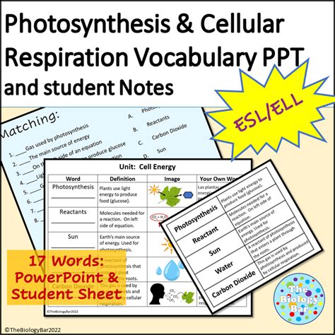 Esl Biology Photosynthesis And Cellular Respiration Vocabulary Notes