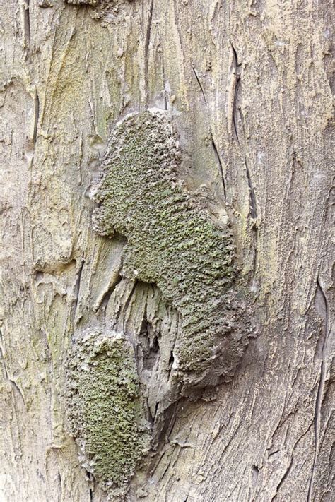 Old Tree Trunk Detail Texture As Background Stock Photo Image Of