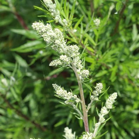 Gewöhnlicher Beifuß Artemisia vulgaris