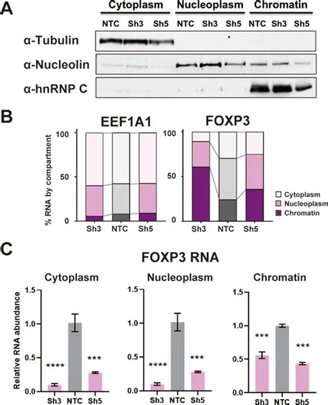 The Rna Helicase Ddx B Activates Foxp Rna Splicing To Control T