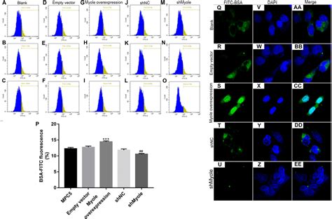 Overexpression Of Myo E Enhances Mpc Glomerular Podocyte Endocytosis