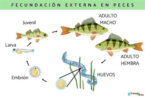 Reproducción De Los Peces ¡descubre El Proceso