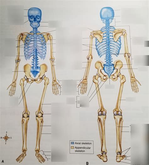 Axial And Appendicular Skeleton Diagram Quizlet