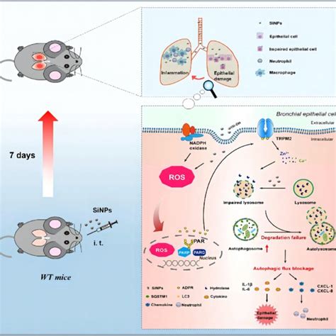 Schematic Illustration Of The ROS PARP TRPM2 Signaling Pathway That