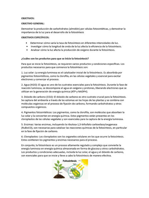 Fotosíntesis . | PDF | Fotosíntesis | Plantas 