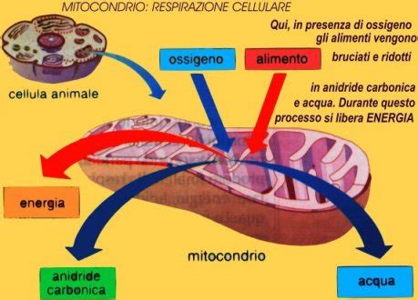 Mitocondrio