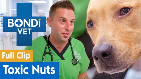 Curious Dog Eats Toxic Macadamia Nuts Full Clip Bondi Vet Youtube