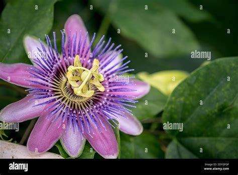 The Beautiful Passiflora Caerulea Also Known As Passion Flower Stock