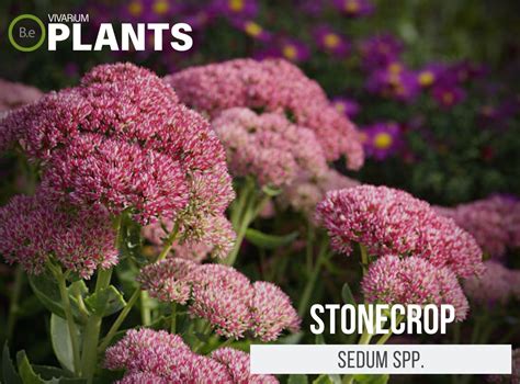 Sedum Spp Stonecrop Care Guide Terrarium Succulents