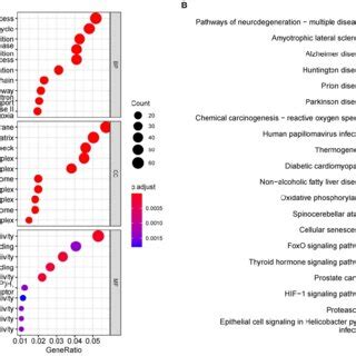 Enrichment Analysis Of GO And KEGG Pathways Of DEGs In AD A Results