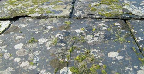 How To Easily Remove Lichen On Outdoor Surfaces Wet Forget Blog