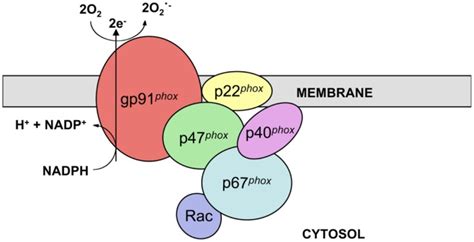 NADPH Oxidase Structure NADPH Oxidase Is A Multi Subunit Enzyme