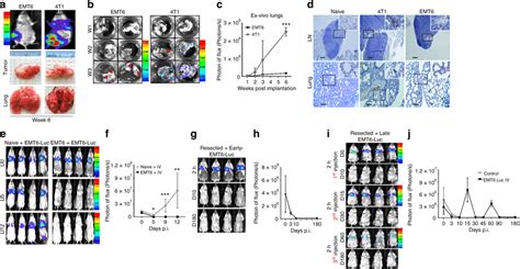 Emt6 Tumor Bearing Mice Eradicate Distant Tumor Cells Ac Emt6 And 4t1