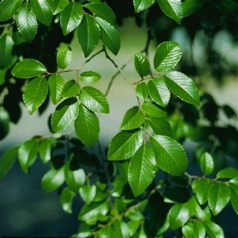 Buy Chinese / Lacebark Elm (Ulmus Parvifolia) 15 seeds online :: Seeds ...