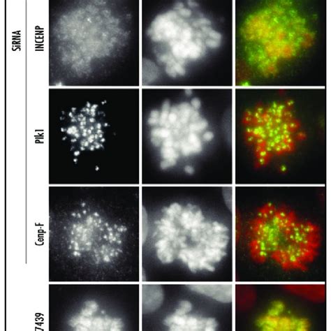 Hsgo Accumulates At The Inner Kinetochore During Mitosis A C Show