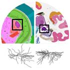 Cell Types - brain-map.org