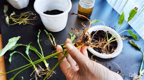 Plantas De Cuidado De Plantas De Hogar De Primavera Despertar Plantas