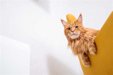 The Surprising Story Behind The Maine Coon S Name You Won T Believe