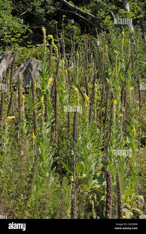 Great Mullein Verbascum Thapsus Stock Photo Alamy