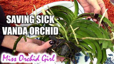 Saving Vanda Orchid With Root Rot And Fungal Infection Youtube