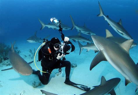 Shark Adventure Stuart Coves Bahamas Dive Shop Tours