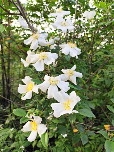 Rosa Laevigata Rose Cherokee Palmiers Et Compagnie