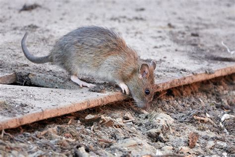 Florida Rodent Control Prodigy Pest Solutions