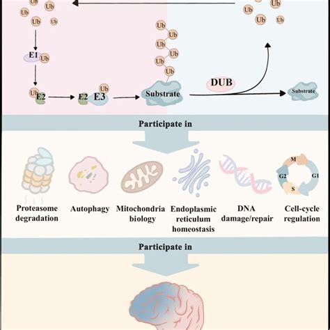 E3 Ubiquitin Ligases And Dubs Act As “pens” And “erasers” To Write The