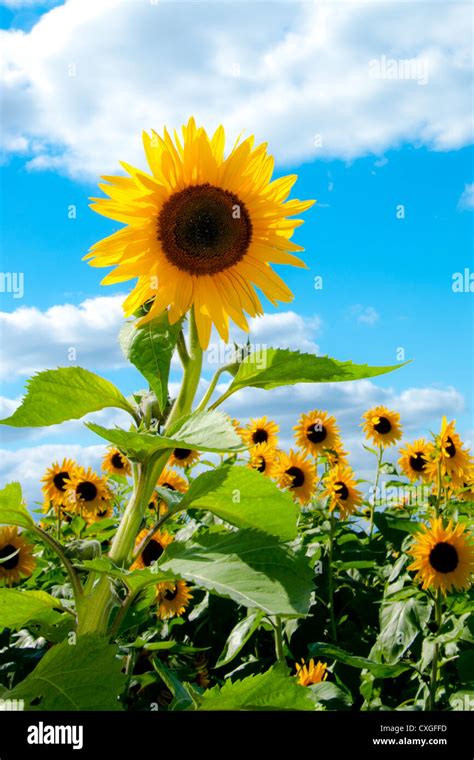 Sunflowers Hi Res Stock Photography And Images Alamy