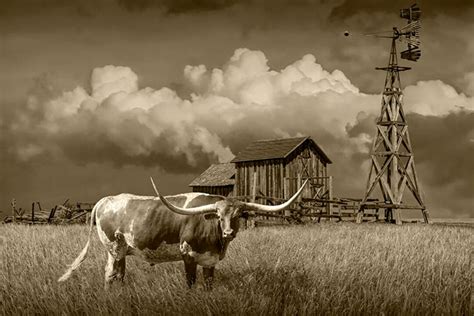 Texas Longhorn Steer Sepia Photograph Farm Windmill Rustic Wooden Barn Prairie Landscape