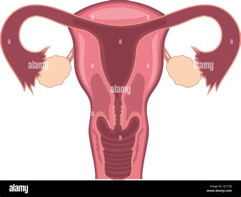 Female Reproductive System Stock Vector Image And Art Alamy