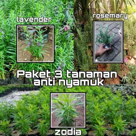 Jual 3 Paket Tanaman Hias Anti Nyamuk Tanaman Lavender Tanaman