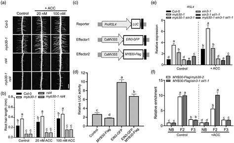 Myb30 And Ethylene Insensitive3 Antagonistically Modulate Root Hair