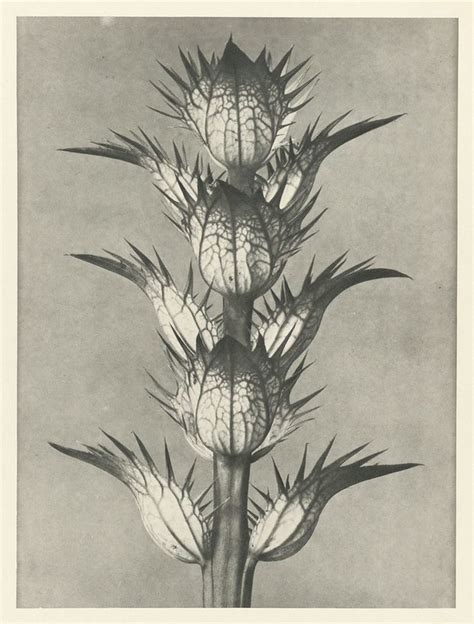 Karl Blossfeldts Urformen Der Kunst 1928 The Public Domain Review