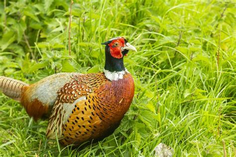 Биологические особенности фазанов – АГРАРИЙ