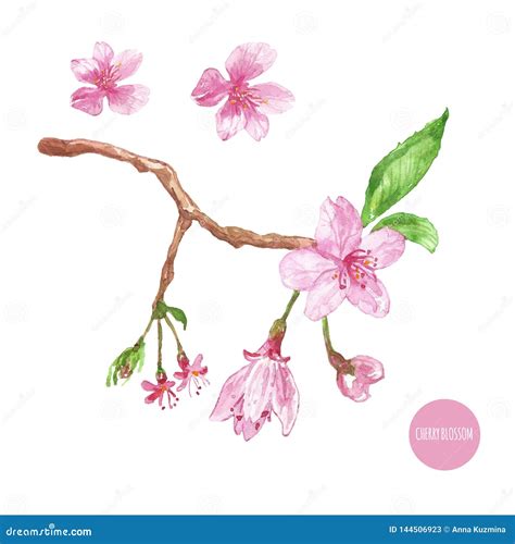 Watercolor Cherry Blossom Illustration Hand Painted Sakura Tree Branch