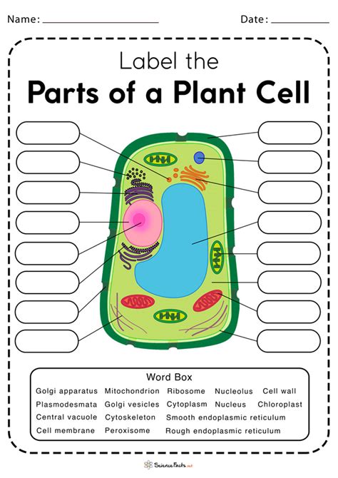 Blank Cell Diagram Printable Blank Plant Cell Diagram Printable Free