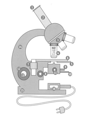 Bio Mikroskop Beschriftung Flashcards Quizlet