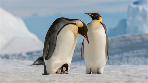 Thousands Of Emperor Penguin Chicks Die Amid Hottest Year In Antarctica