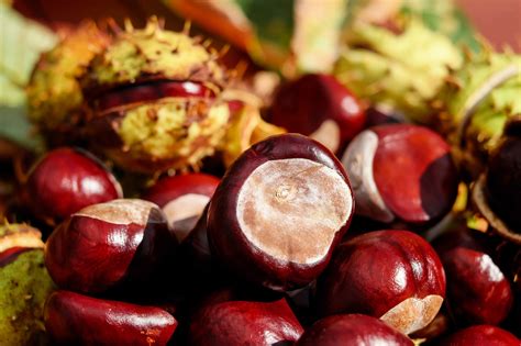 CASTAGNE E ZUCCHE VIAGGIO NEL GUSTO E NELLA TRADIZIONE AgoraNews